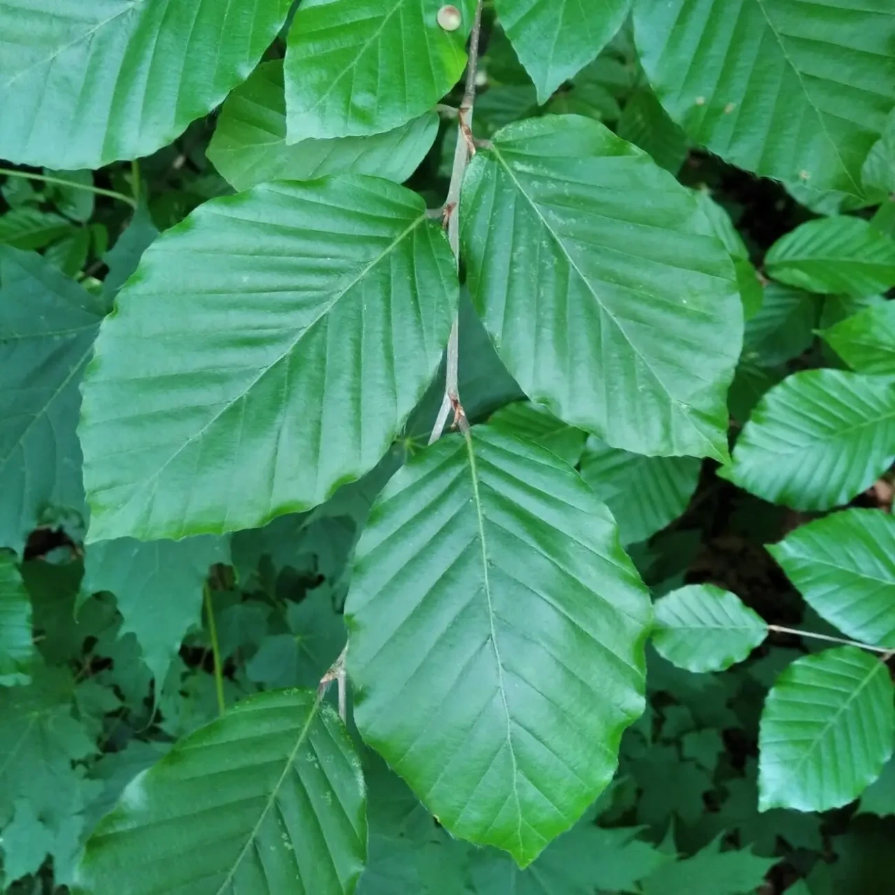 Саджанці бука і клена 3