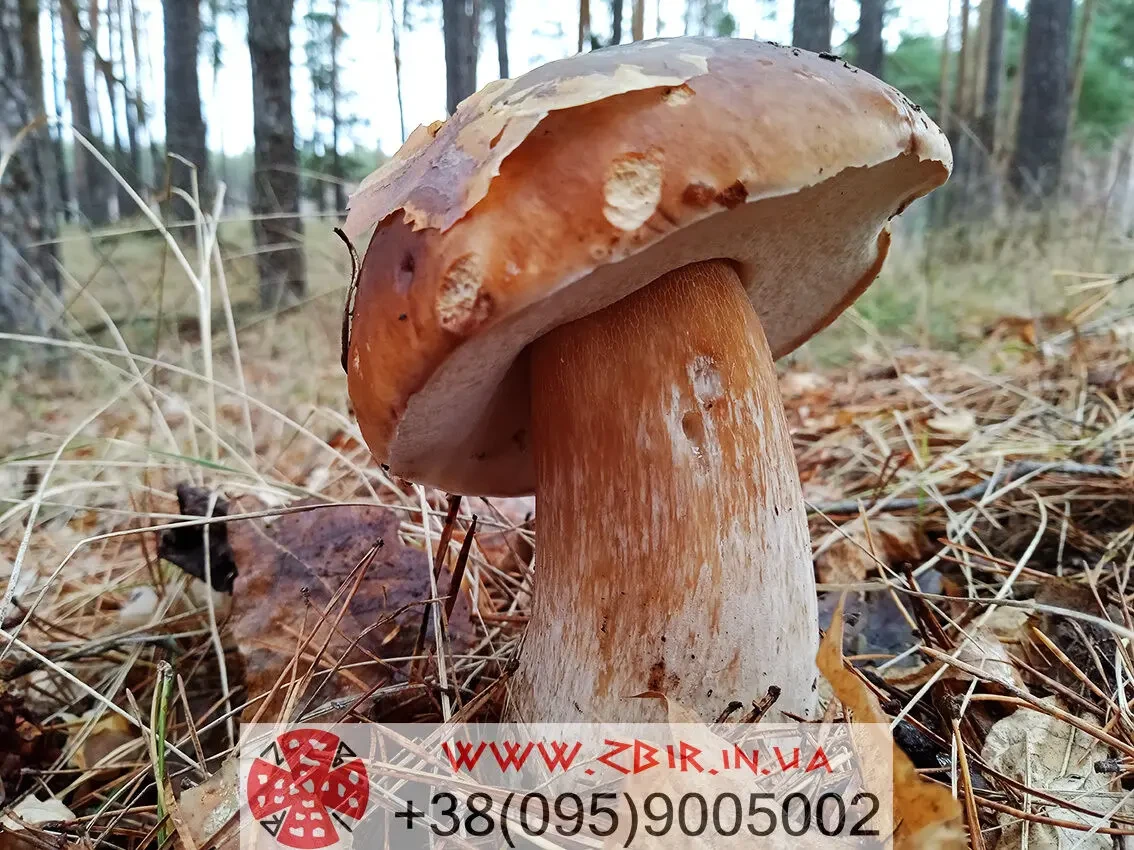 Боровики сушені, асорті.