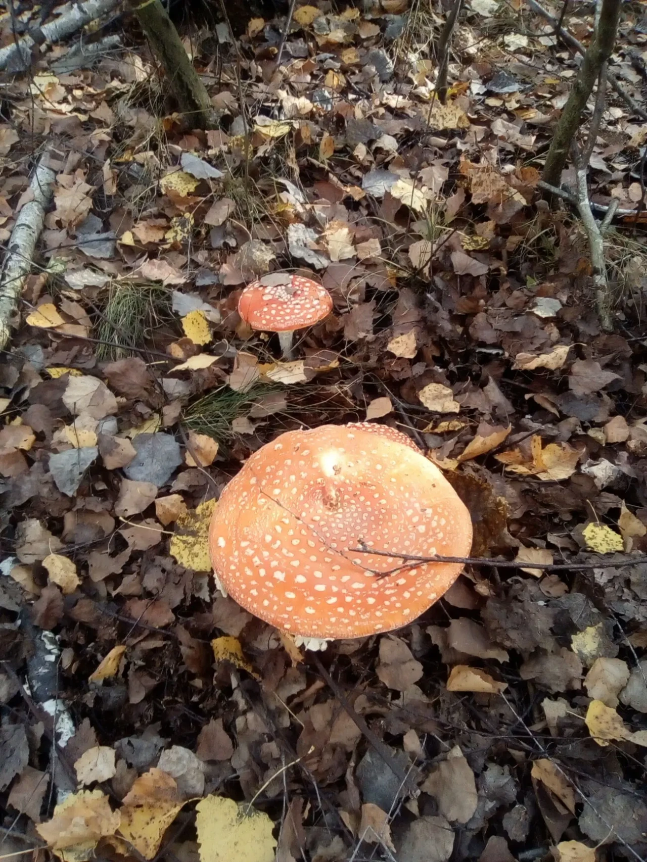 Красный мухомор настойка. 2