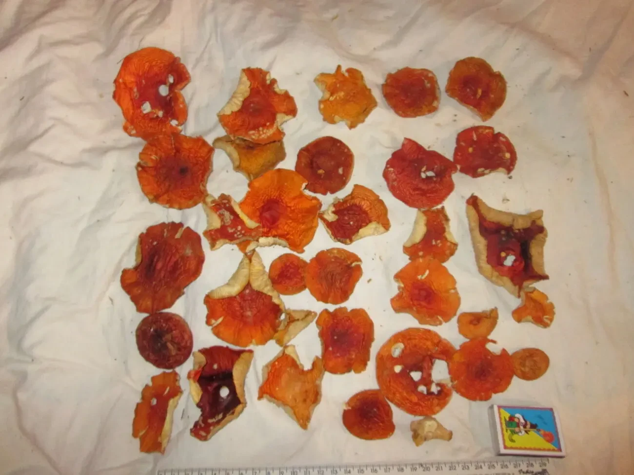 Красный мухомор настойка. 4