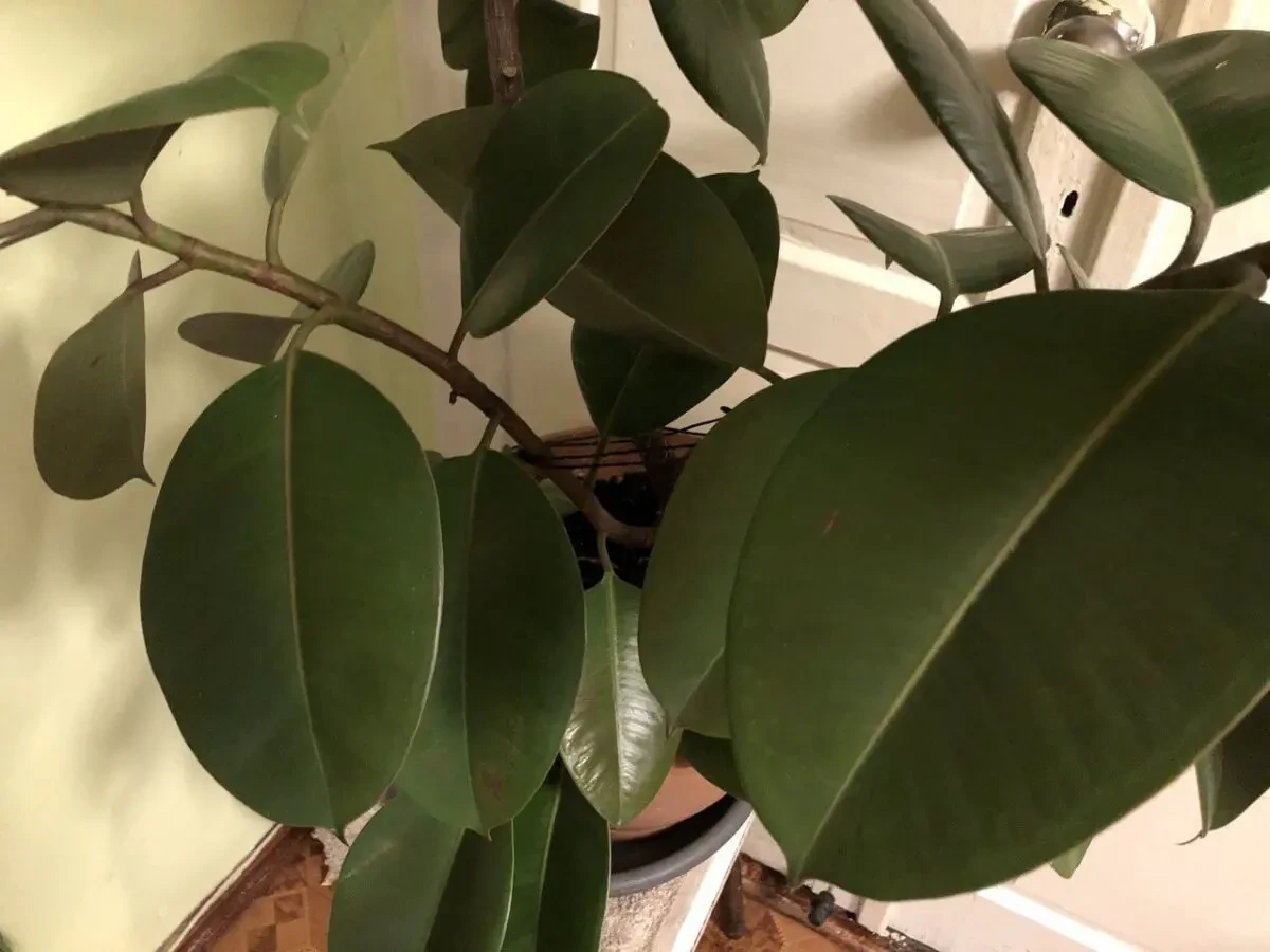 Фикус большой высота 1,8 метра 6