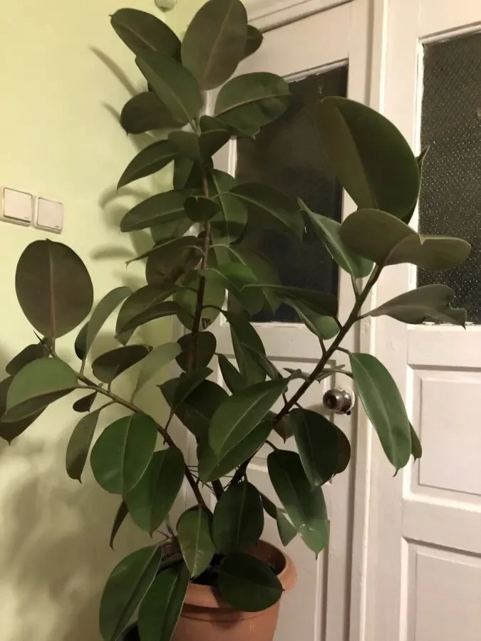 Фикус большой высота 1,8 метра