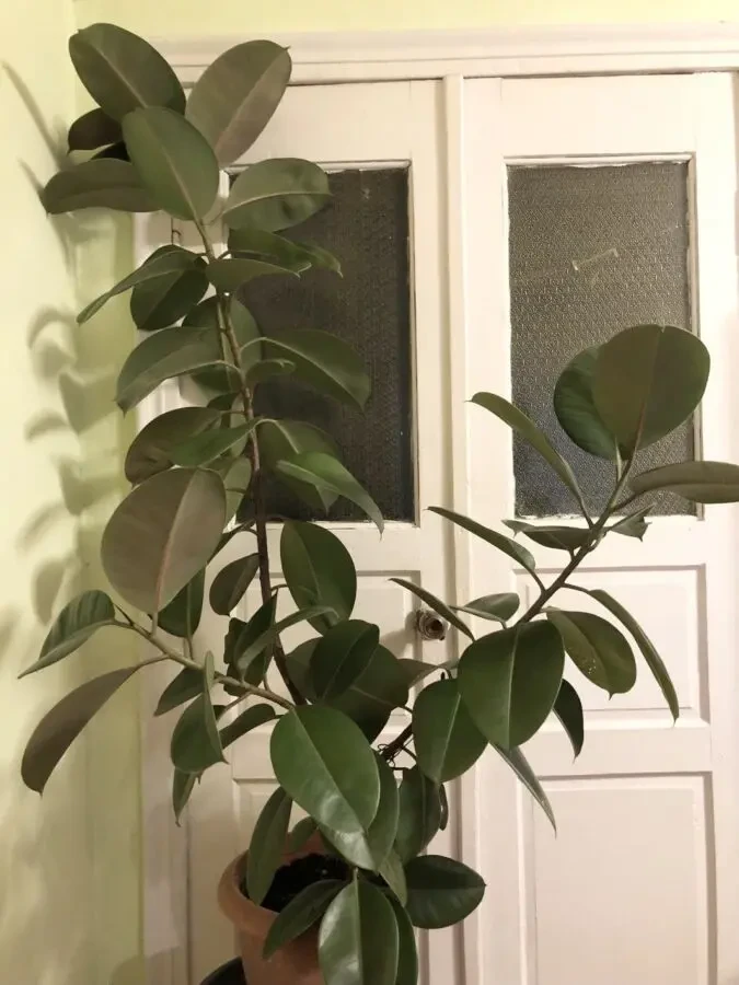 Фикус большой высота 1,8 метра 3