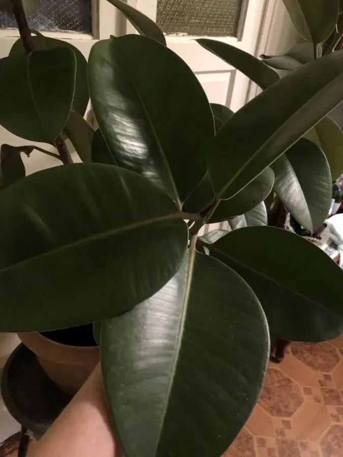 Фикус большой высота 1,8 метра 4