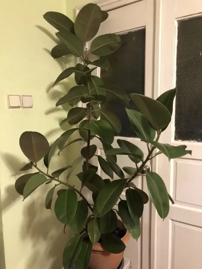 Фикус большой высота 1,8 метра 7