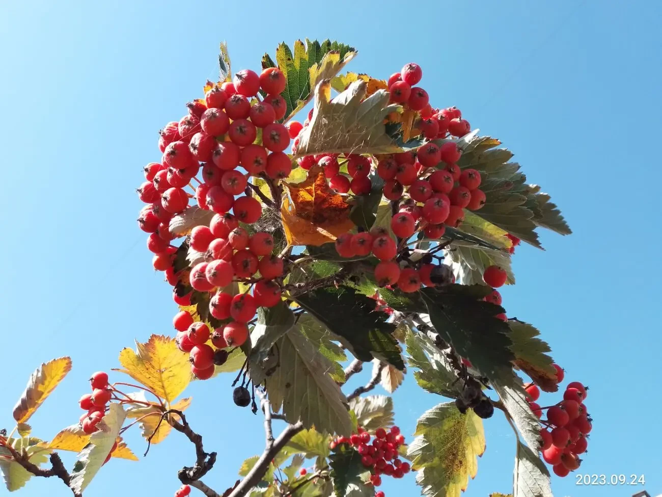 Консультации, трениги педагогика, психология, здоровье, цигун