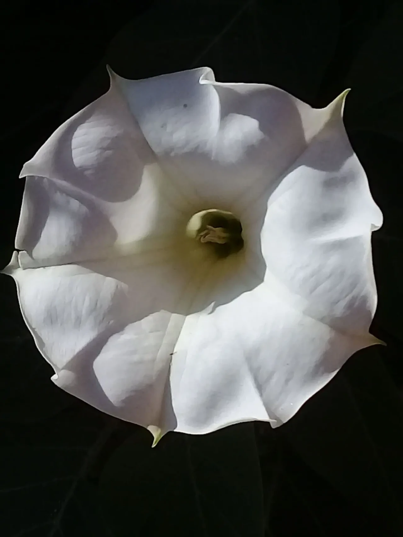 Датура біла насіння