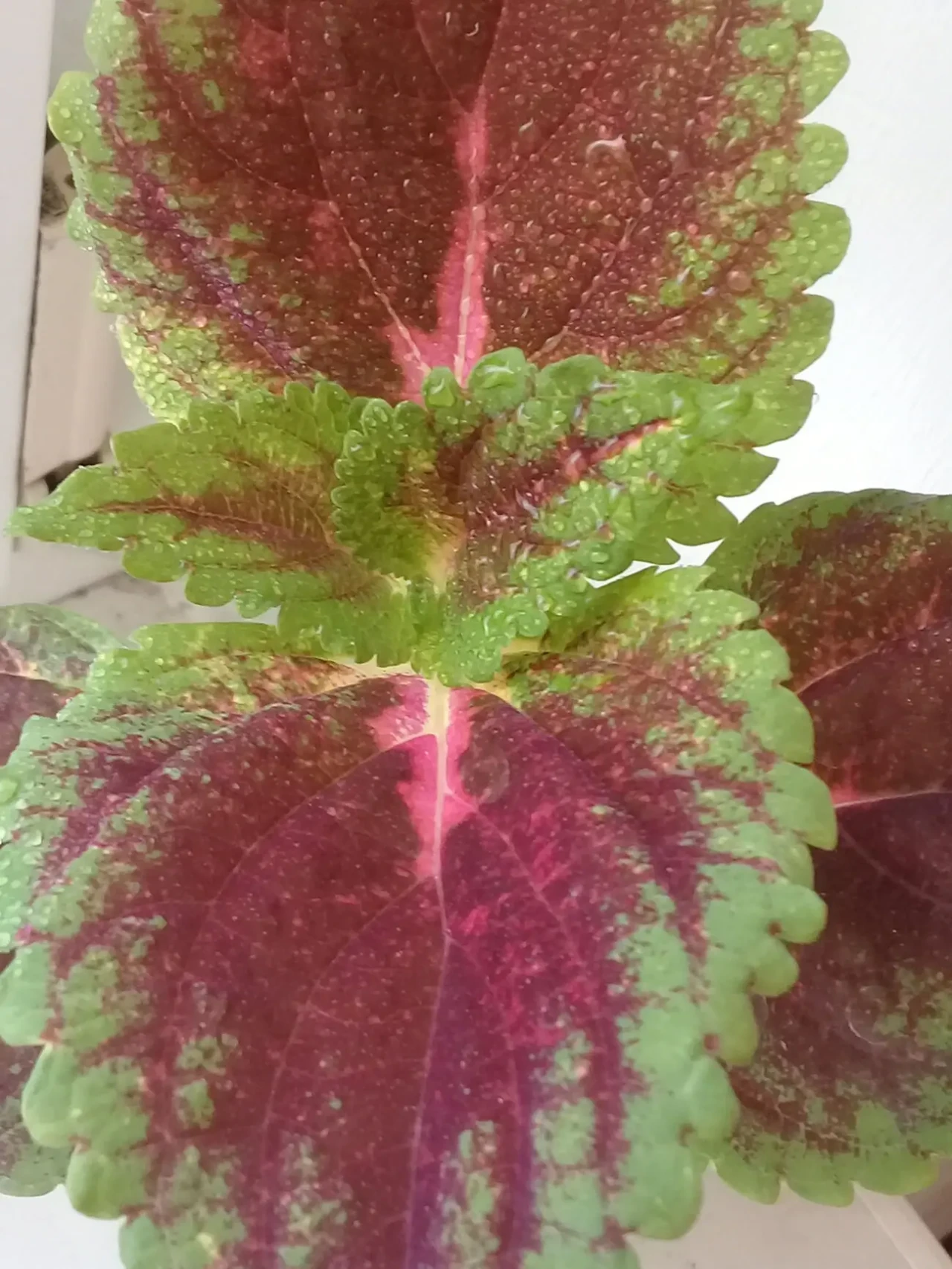 Колеуси вкорінені