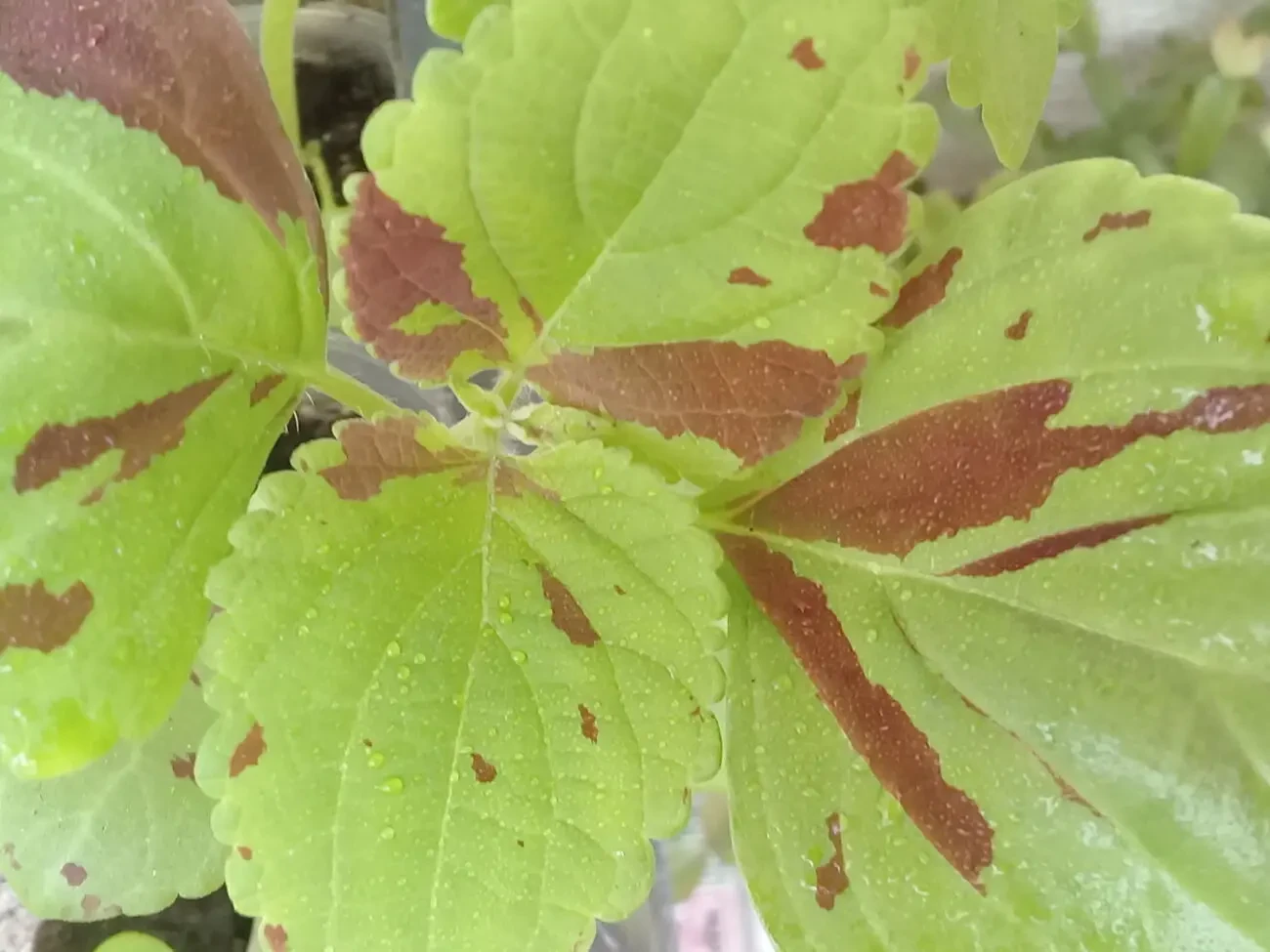 Колеуси вкорінені 2