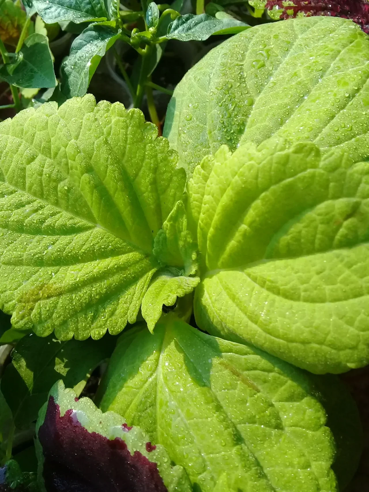 Колеуси вкорінені 5