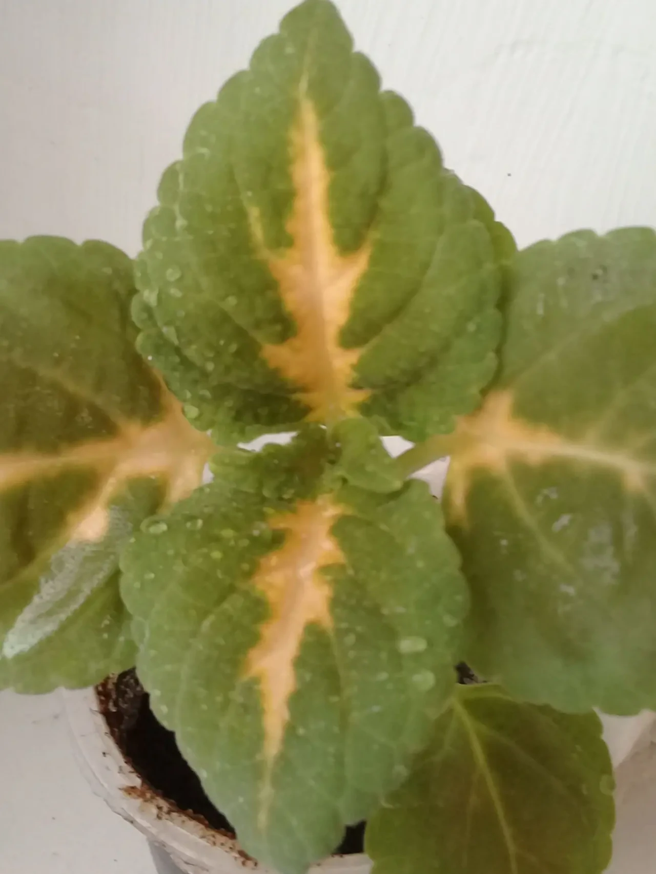 Колеуси вкорінені 3