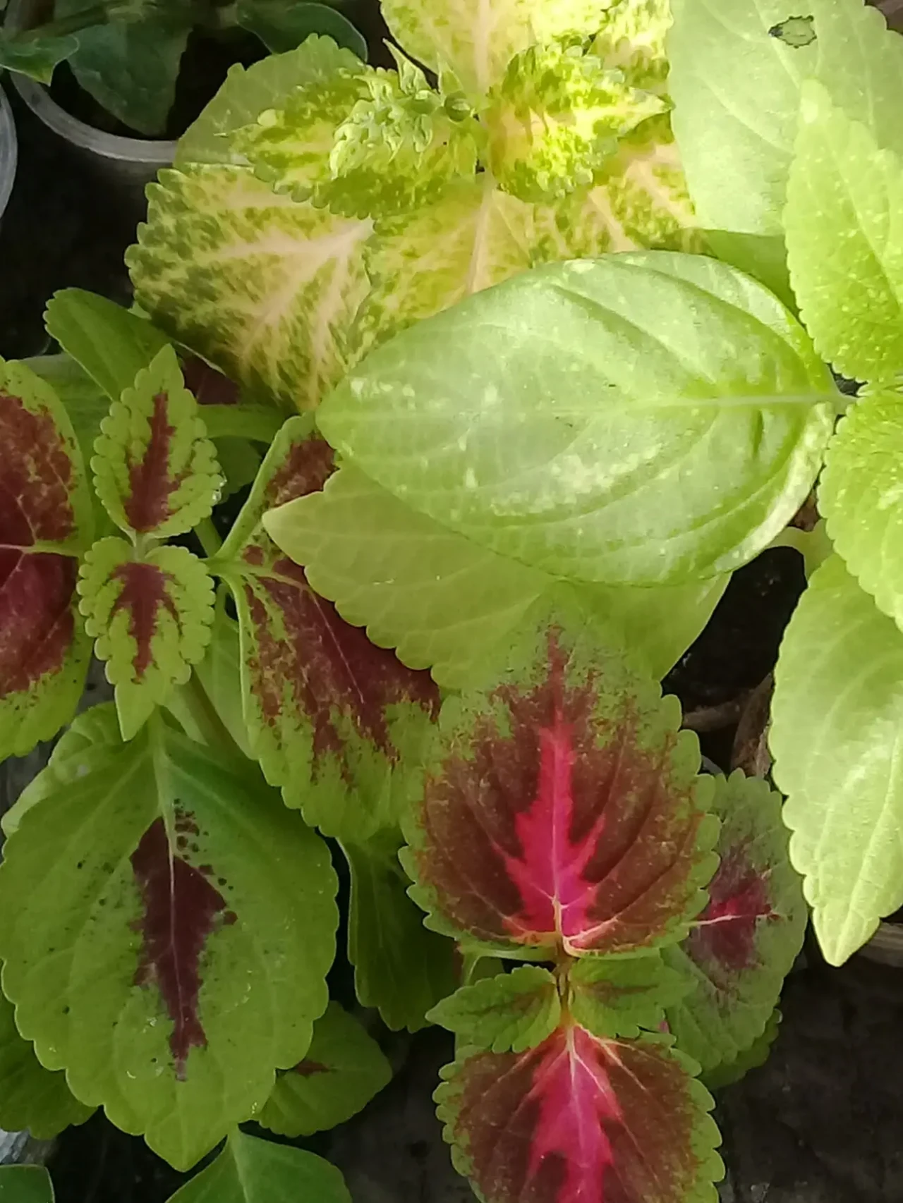 Колеуси вкорінені 4