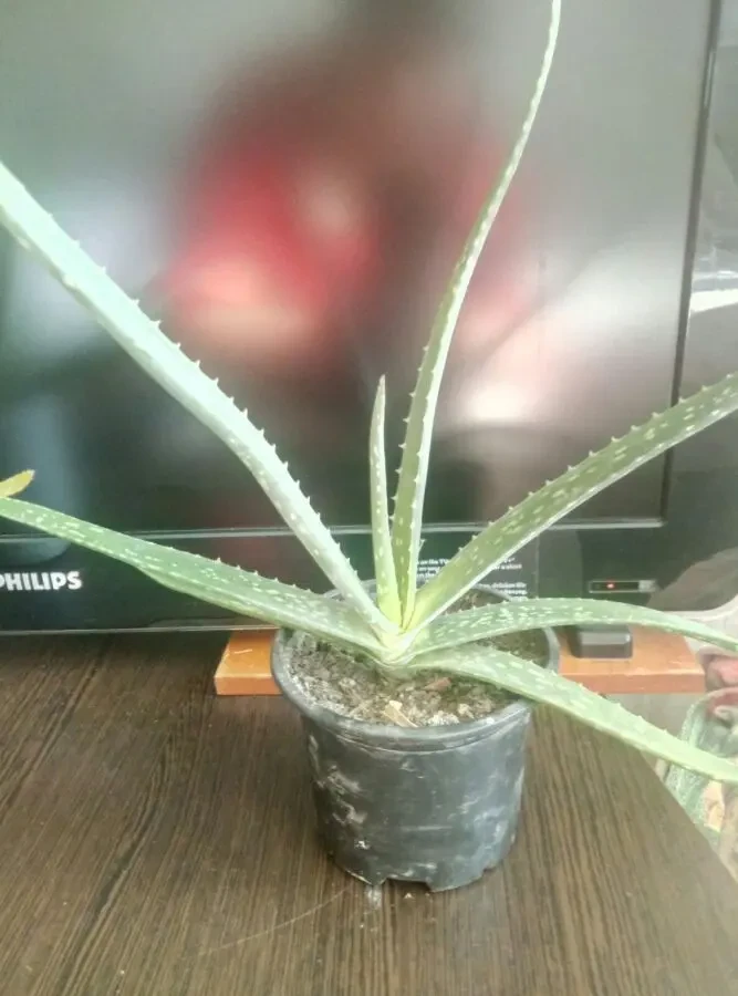 Алоэ Вера отростки 2