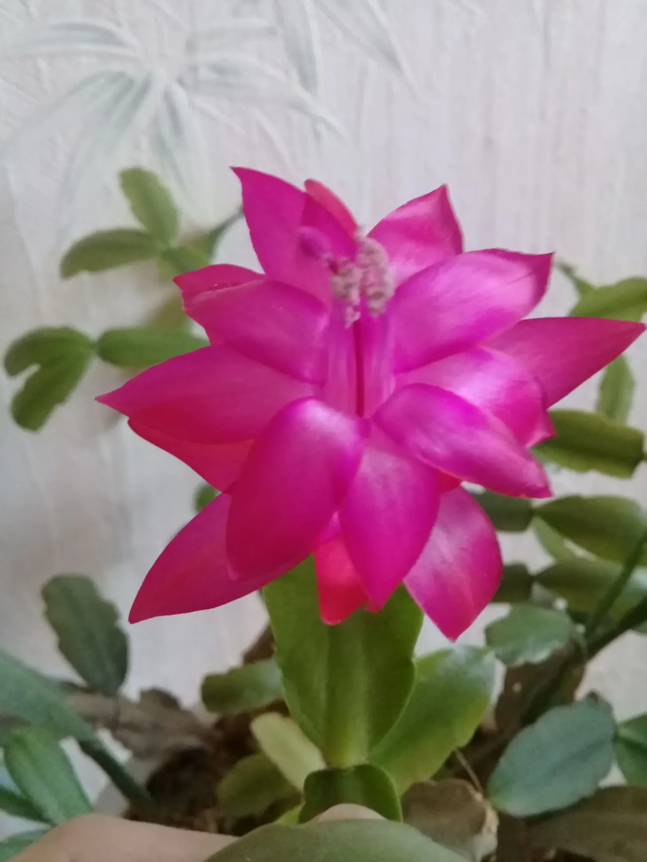 Шлюмбергера рожева