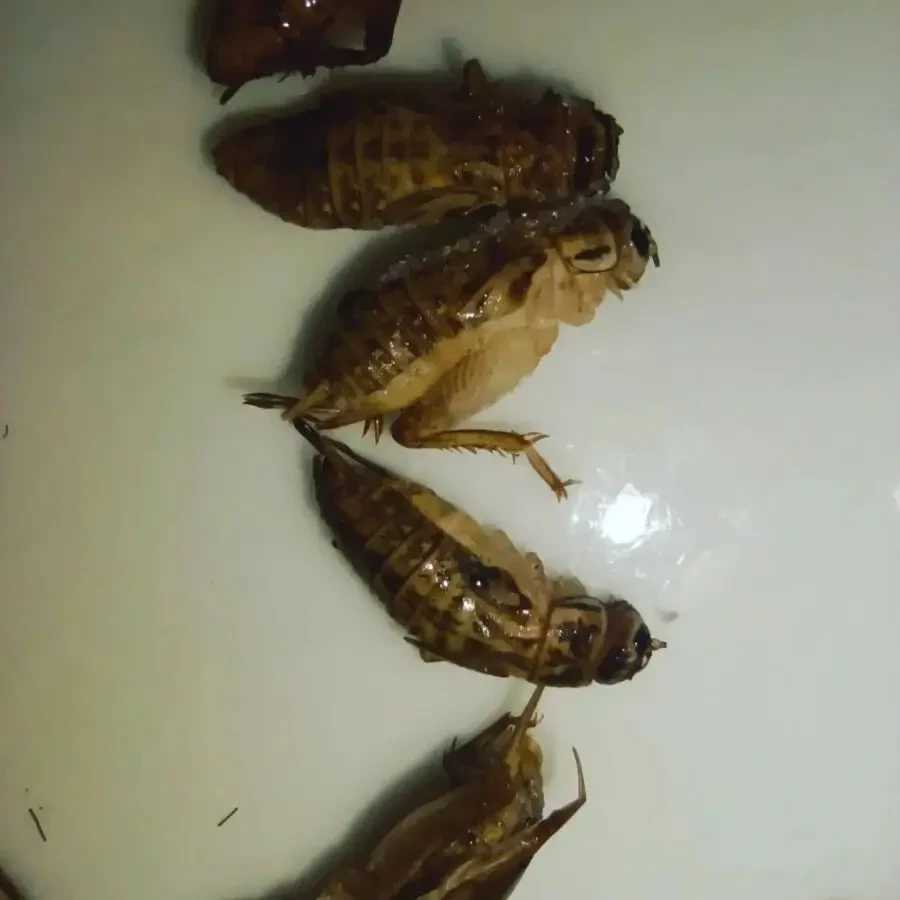 Цвіркуни заморожені 1 см 3