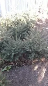 Ели,елочки продам недорого. 4