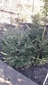 Ели,елочки продам недорого. 3