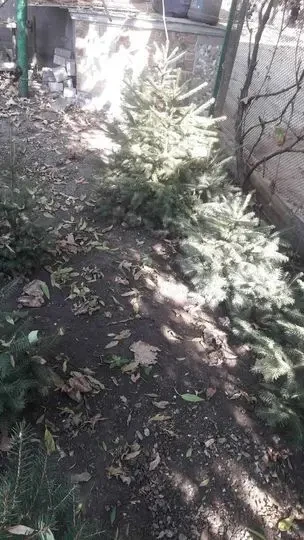 Ели,елочки продам недорого. 2