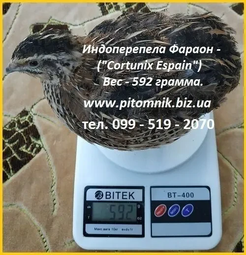 Інкубаційні яйця перепела - Техасець, Фенікс, Фараон (USA). 4