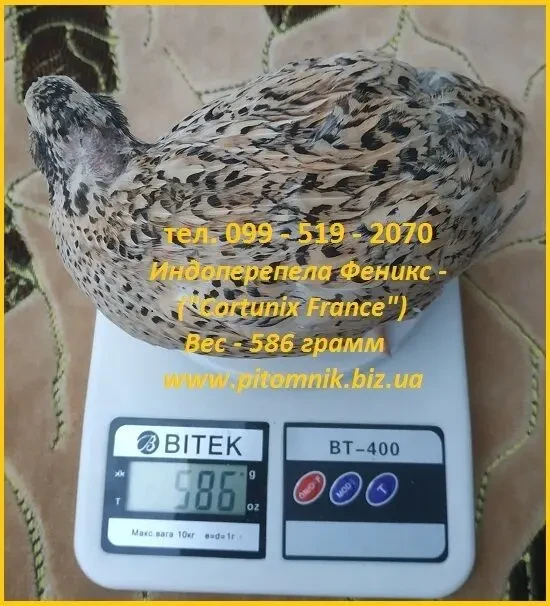 Інкубаційні яйця перепела - Техасець, Фенікс, Фараон (USA). 3