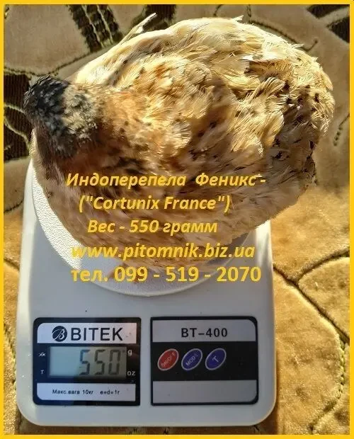 Інкубаційні яйця перепела - Техасець, Фенікс, Фараон (USA). 2