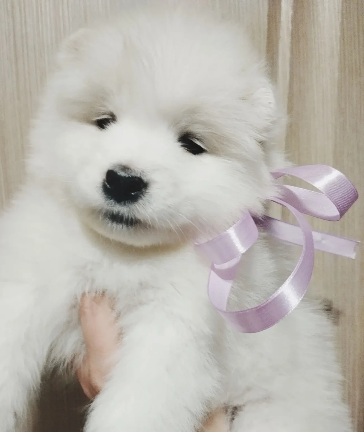 Самоед. Щенки самоеда. Самоїд 4