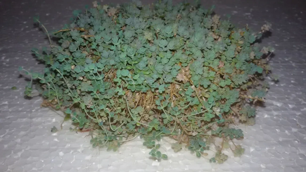 Sedum dasyphyllum