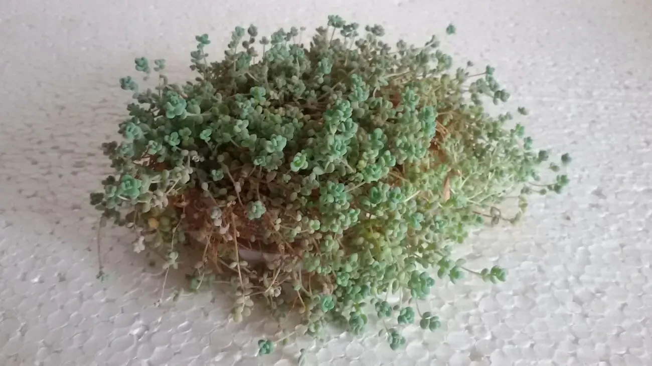 Sedum dasyphyllum 2
