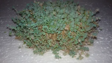 Sedum dasyphyllum