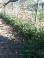 Ели,елочки продам недорого.