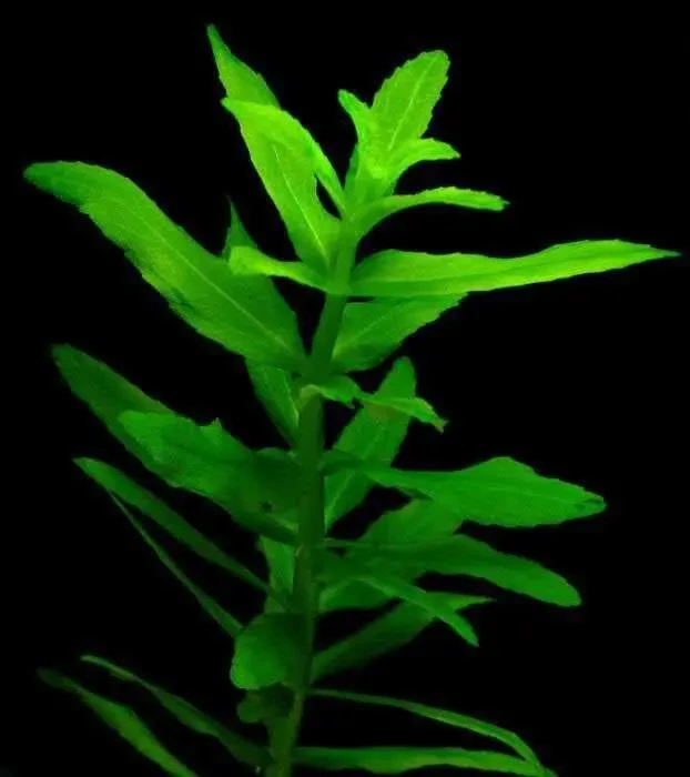 Эустералис зелёный. Аквариумные растения 2