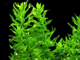 Эустералис зелёный. Аквариумные растения