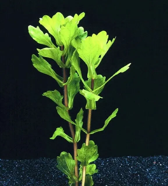 Дубок Мексиканский. Аквариумные растения 5