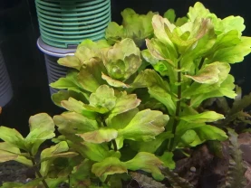 Дубок Мексиканский. Аквариумные растения