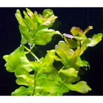 Дубок Мексиканский. Аквариумные растения