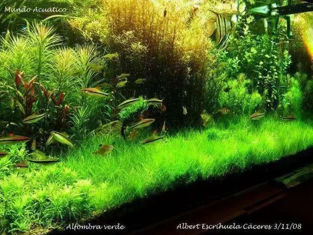 Ситняг крошечный. Аквариумные растения 2