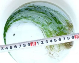 Ситняг Игольчатый. Растения для аквариума