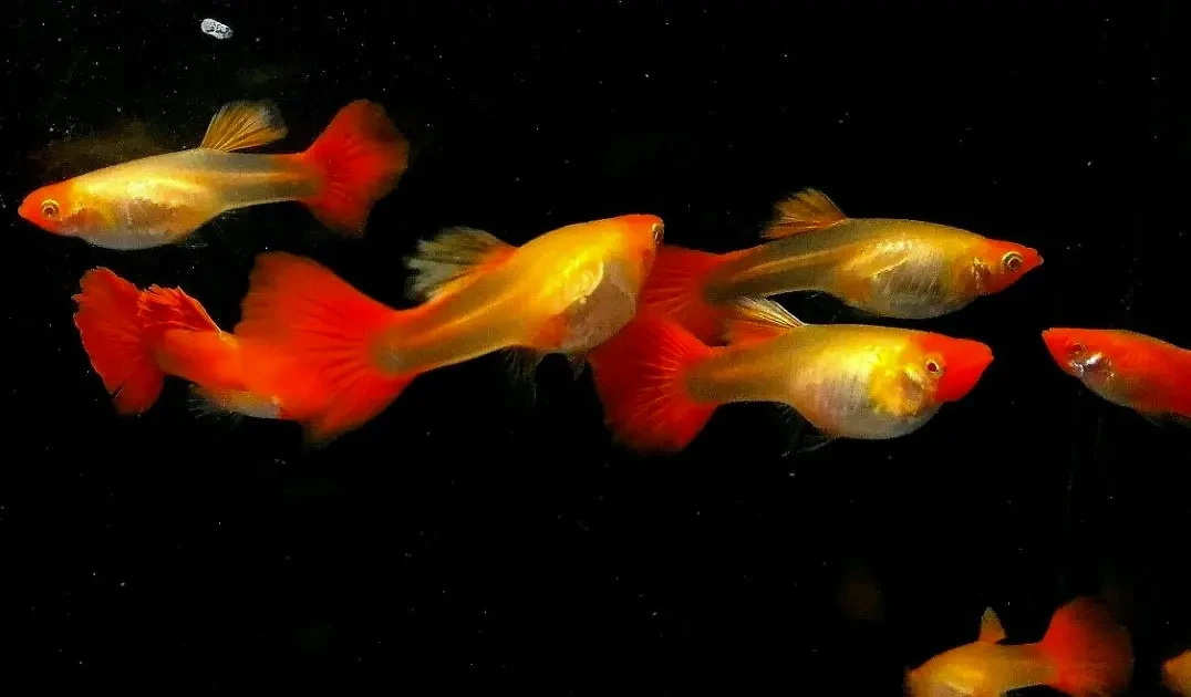 Гуппи кои, молодые 2