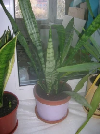 Цветок Сансевиерия -меченосец в керамическом вазоне с поддоном