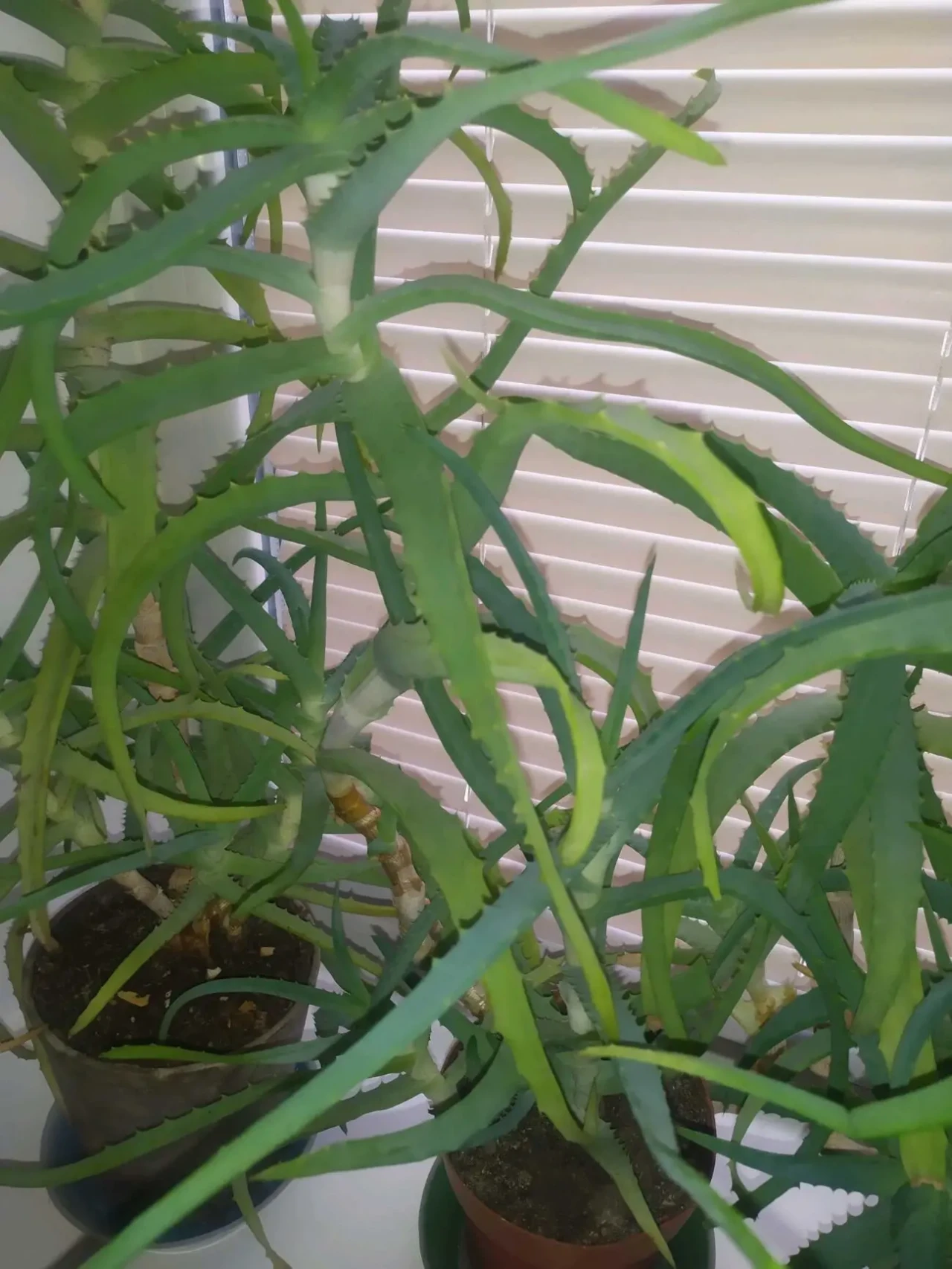 Продам Алое-Столетник. 3