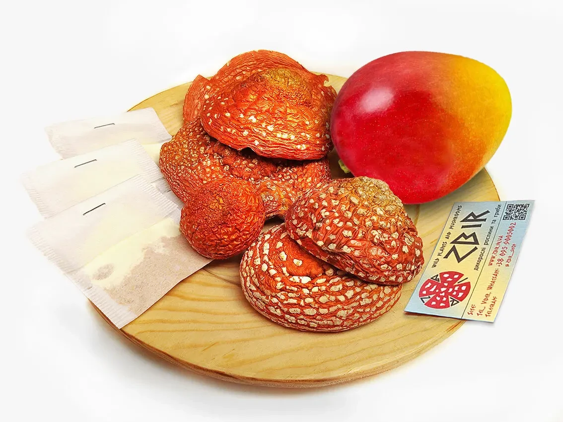 Чай з червоного мухомора та пантерного мухомора 4