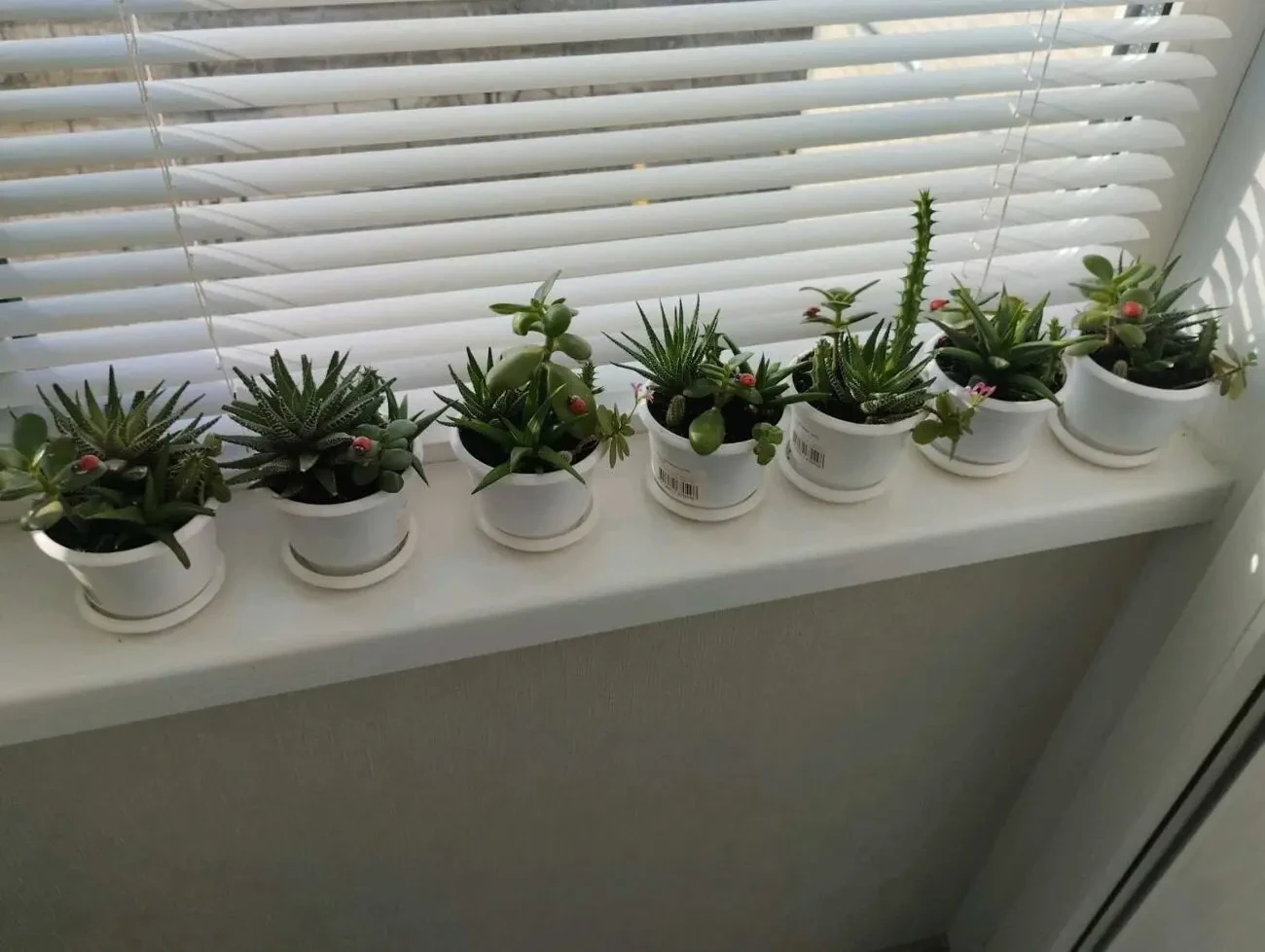 сукуленти 2