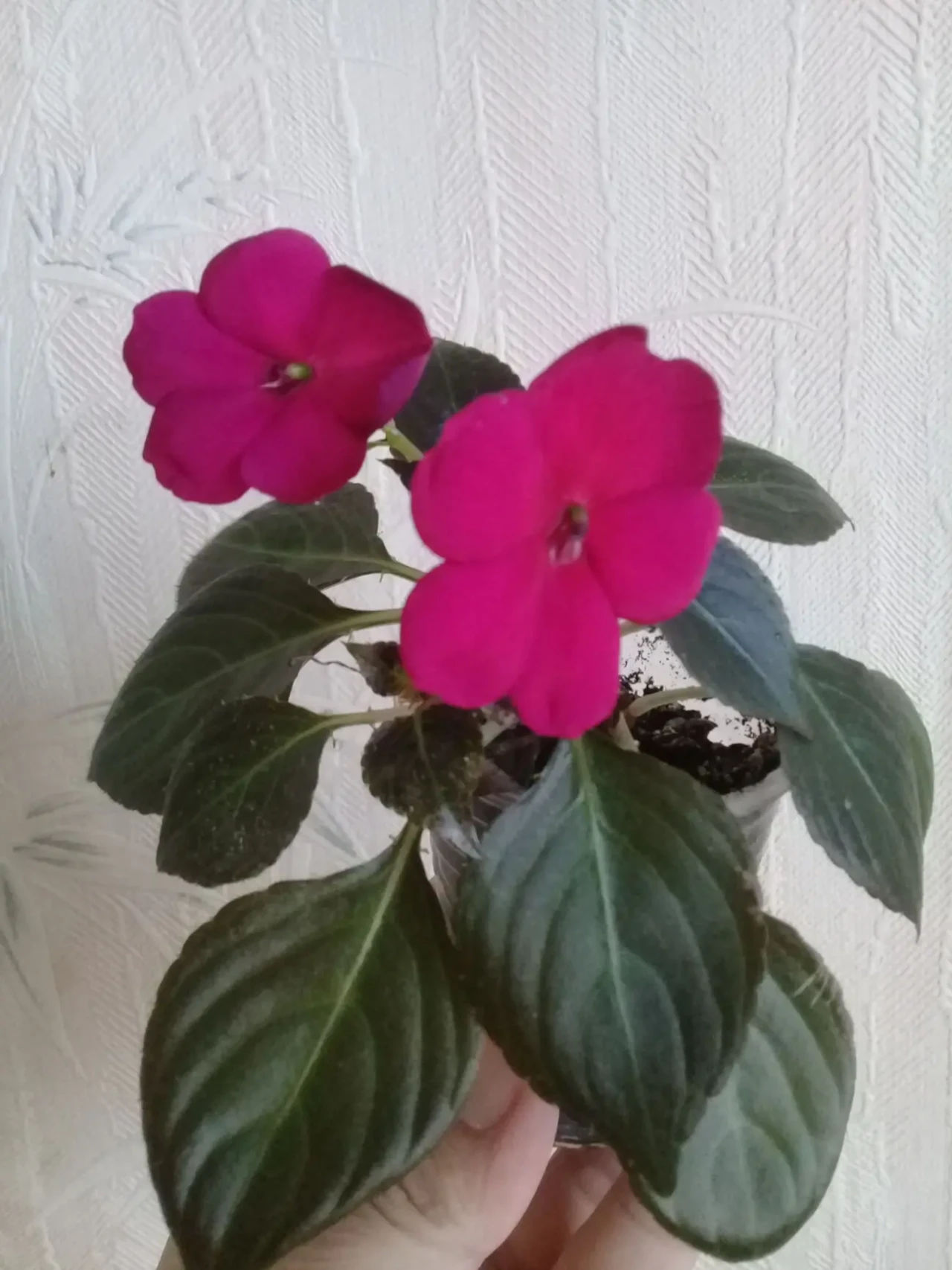 Бальзамін кімнатній зірочка 2