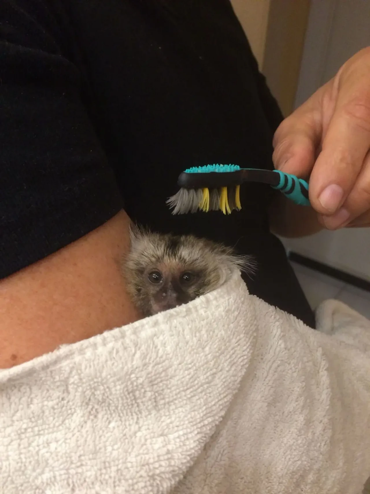 обезьяна игрунка-обезьянка мармозетка 3