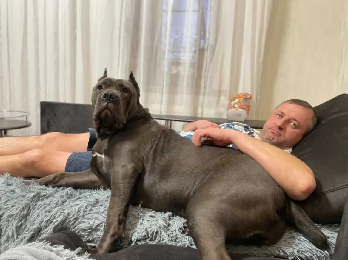 Кане корсо на раннє бронювання 2