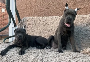 Кане корсо на раннє бронювання