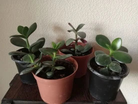 Товстянка (грошове дерево)