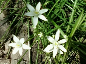 Птицемлечник зірочка біла