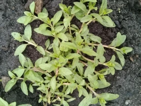 М'ята мохіто саджанці