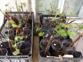 виноград Мерло- Солярис